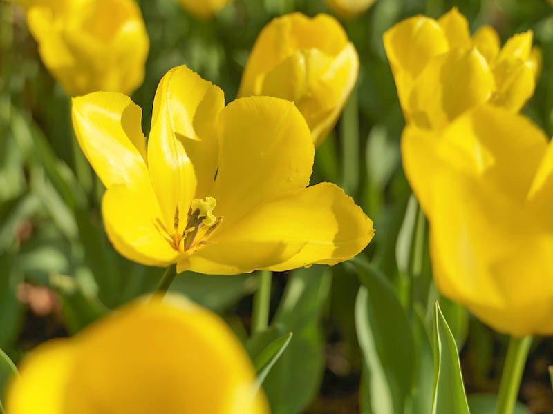 Tulipa Yellow Purissima Fosteriana Tulip